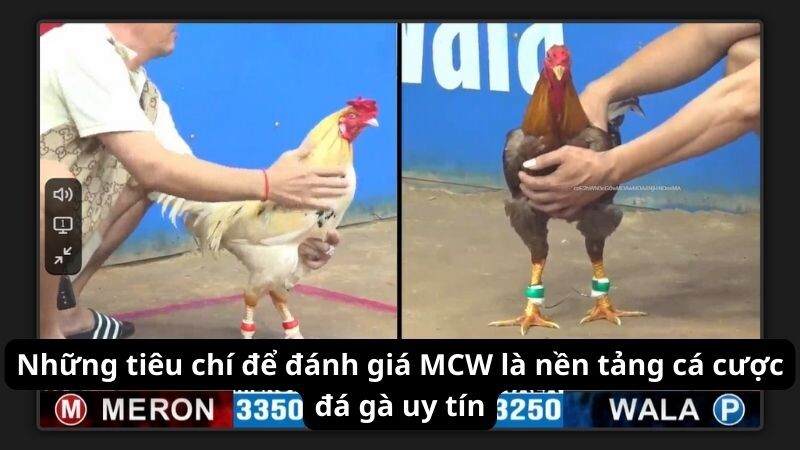 Những tiêu chí để đánh giá MCW là nền tảng cá cược đá gà uy tín