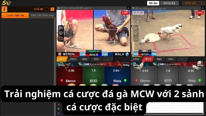 Trải nghiệm cá cược đá gà MCW với 2 sảnh cá cược đặc biệt